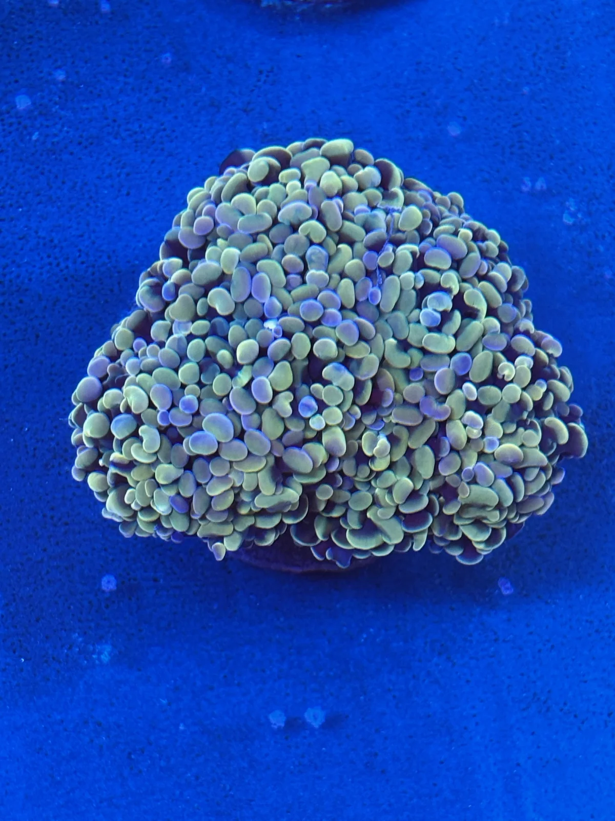 Gold Hammer — Fimbriaphyllia sp.