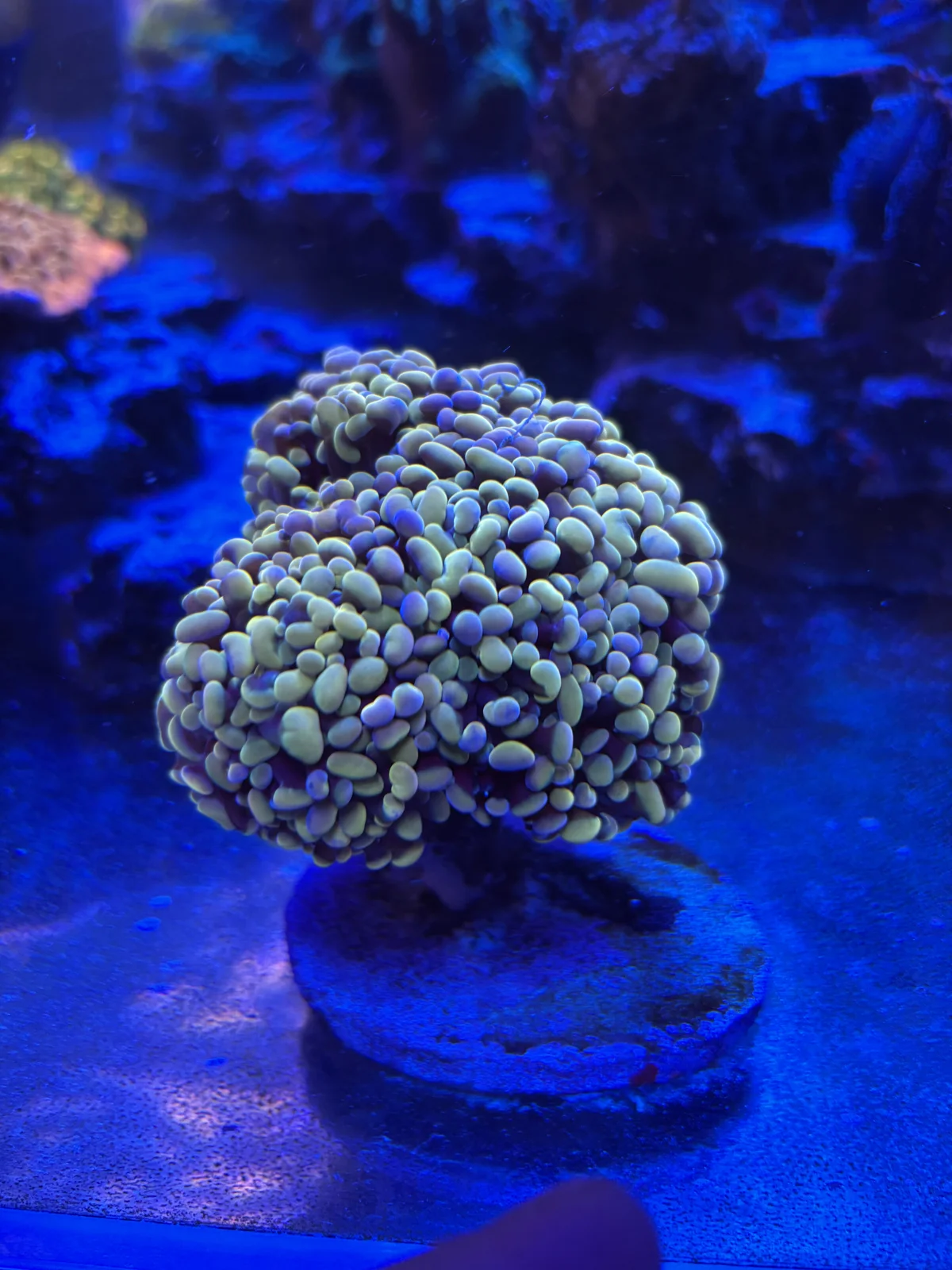 Gold Hammer — Fimbriaphyllia sp.