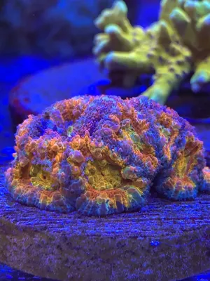 Rainbow Acans