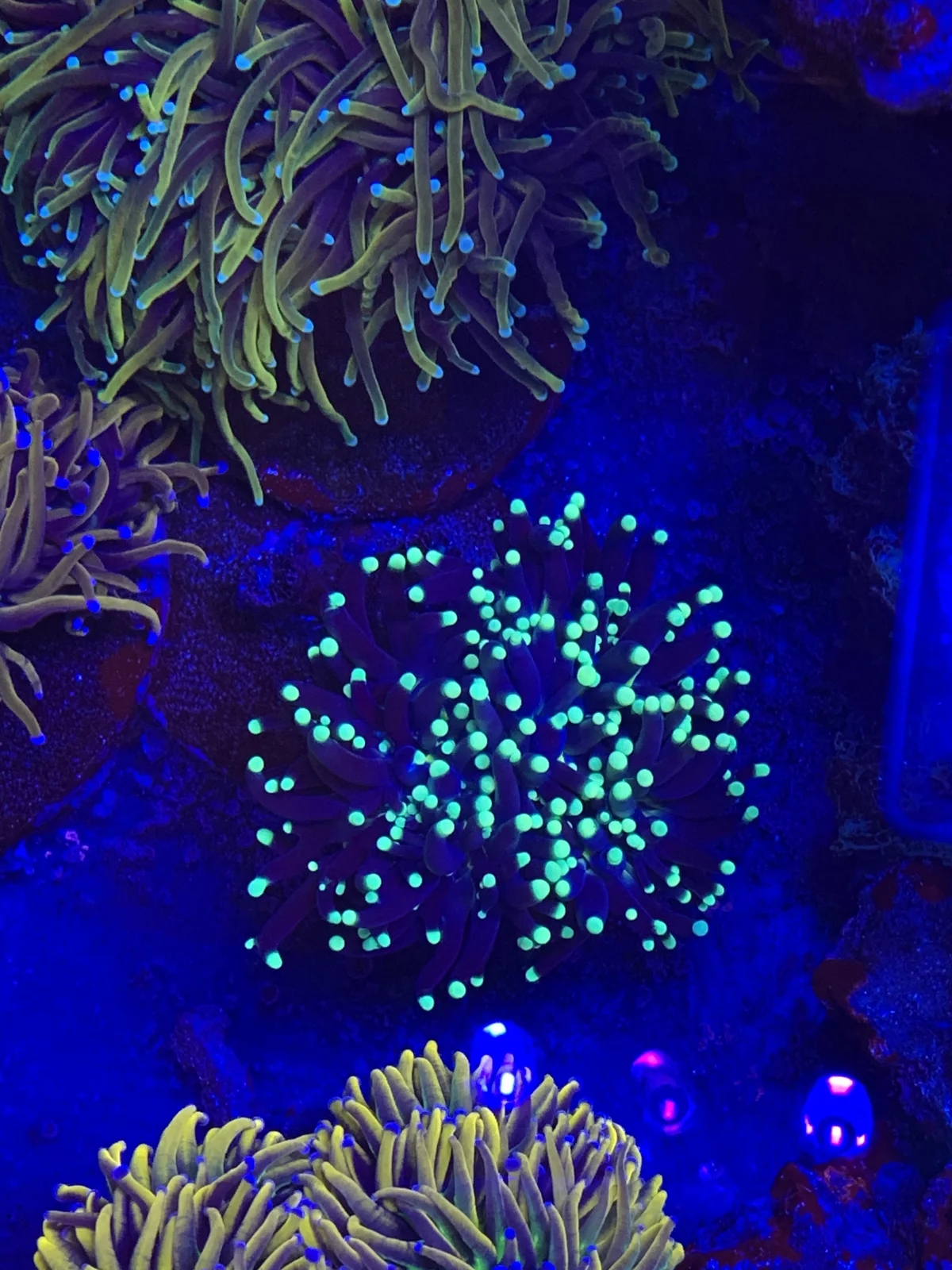 Black torch — Euphyllia sp.