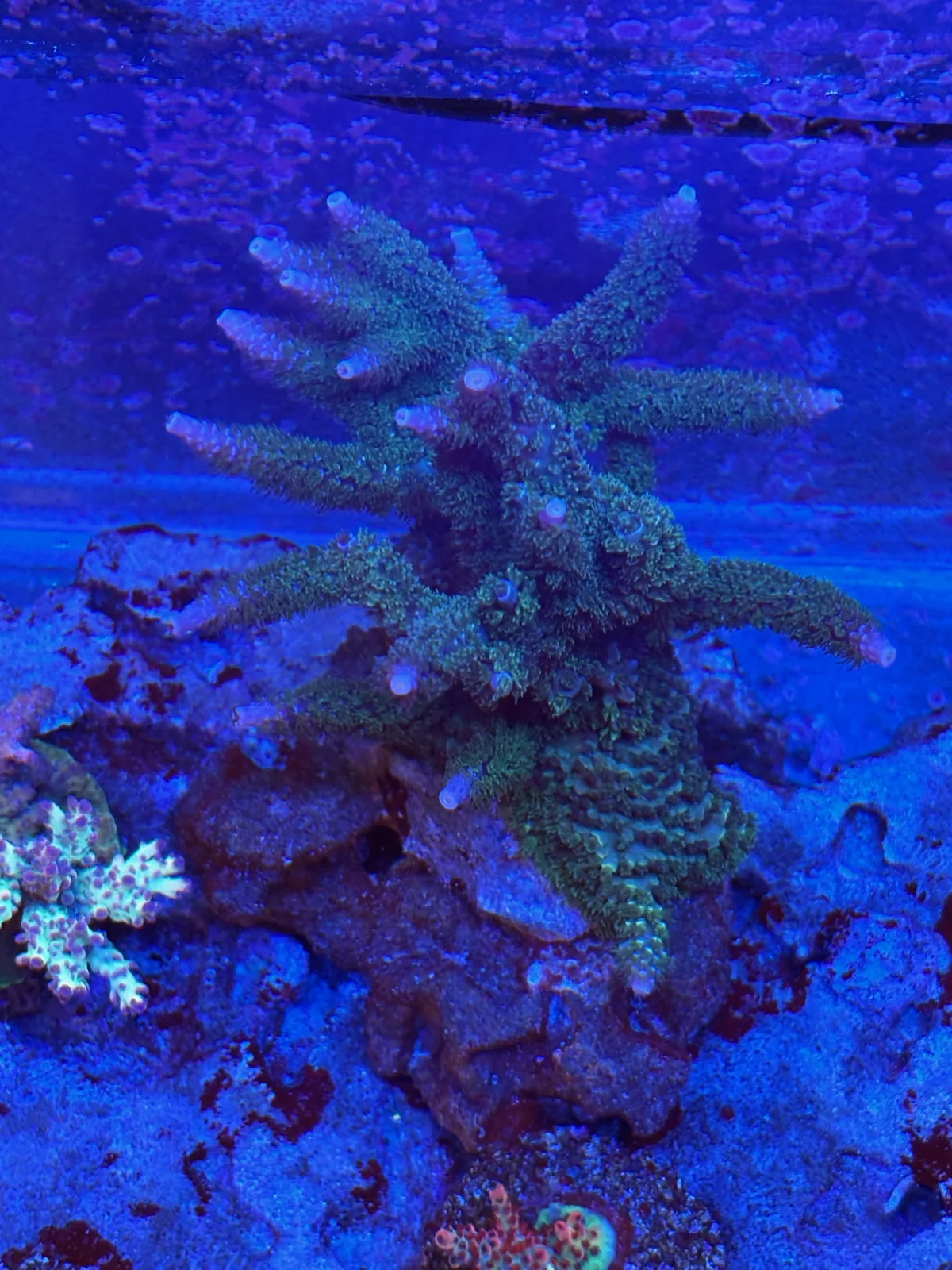 SPS