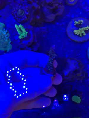 Tyree Blue Matrix — Acropora sp. — frag
