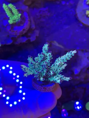 Atomic Fireball — Acropora sp. — frag