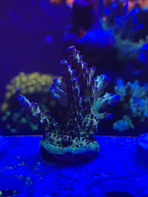 Atomic Fireball — Acropora sp. — frag