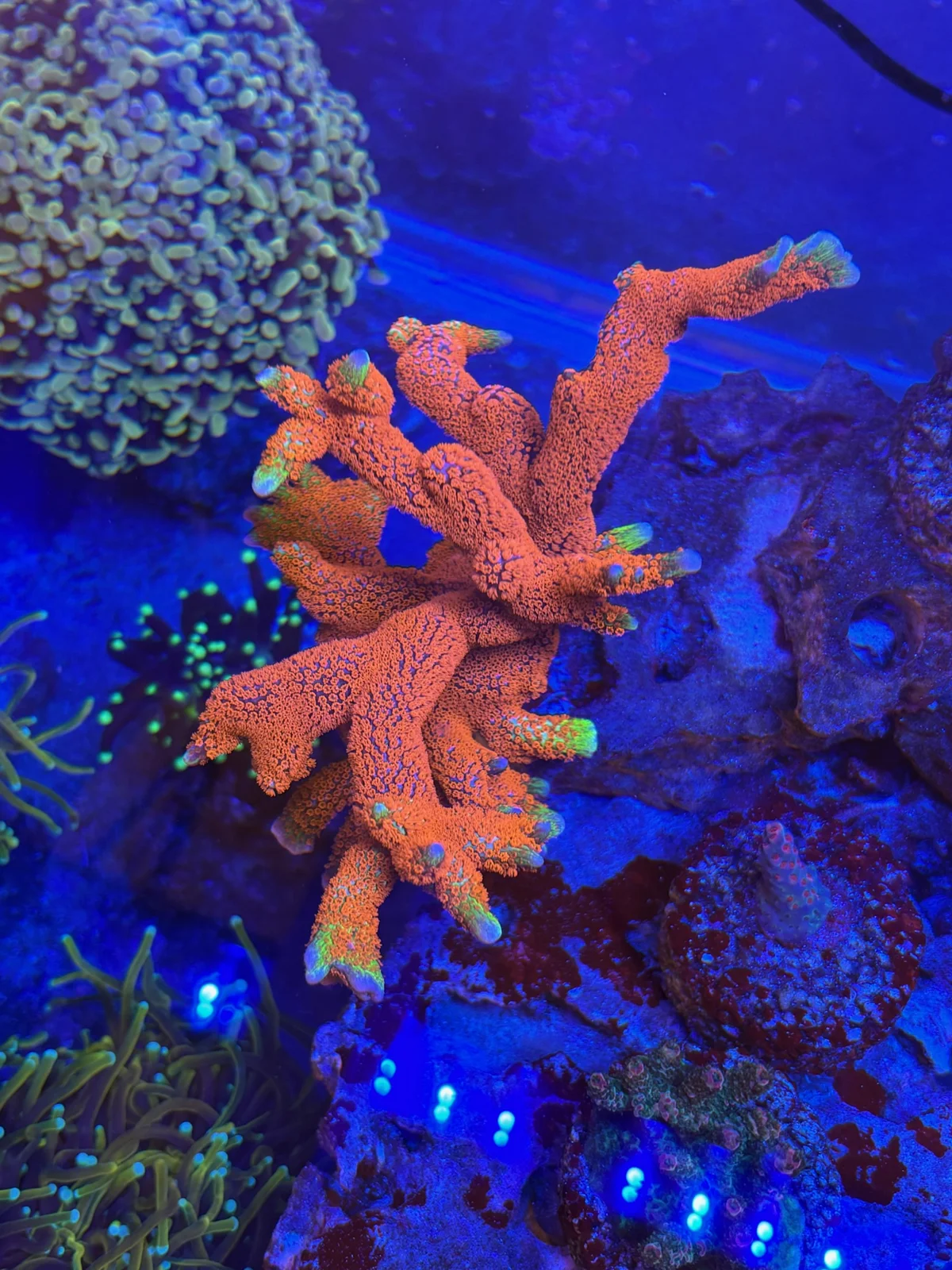Forest Fire Digitada — Montipora sp.