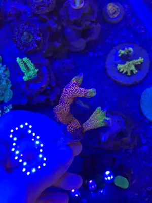 Forest Fire Digitada — Montipora sp. — frag