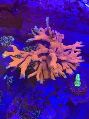 Forest Fire Digitada — Montipora sp.