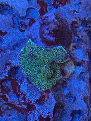 Malaysian Blue