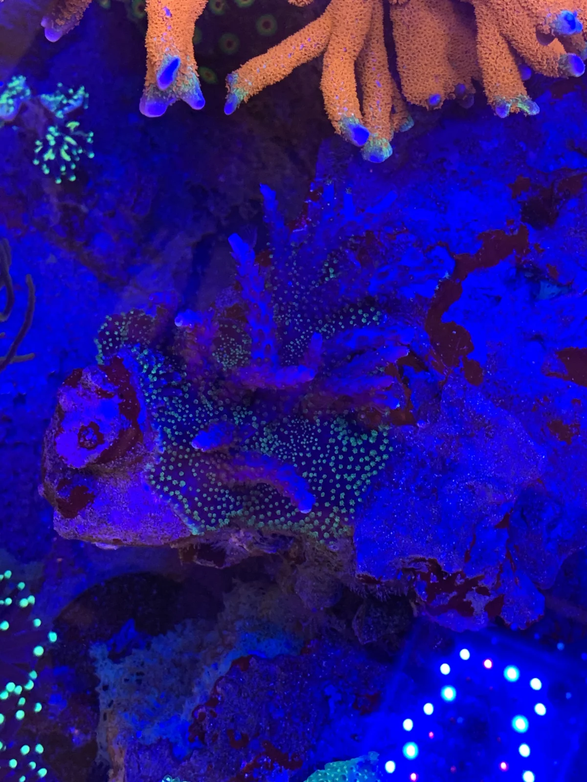 Malaysian Blue — Acropora sp.