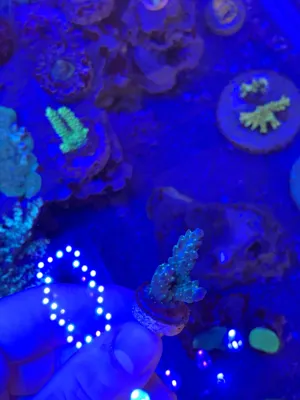Ultimate Bonsai — Acropora sp. — frag
