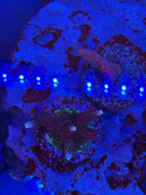 Pink Millepora