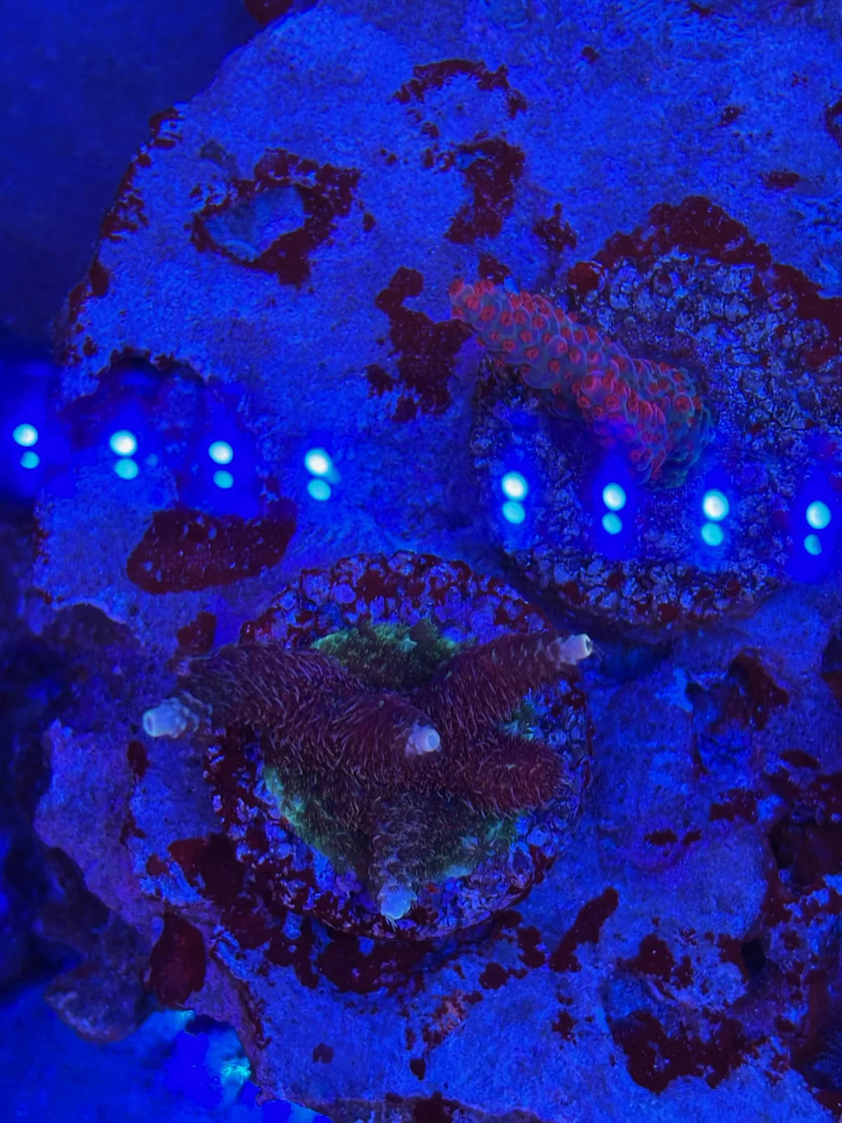 Pink Millepora — Acropora sp.