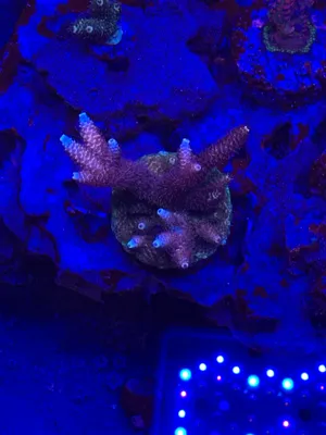 Pink Millepora