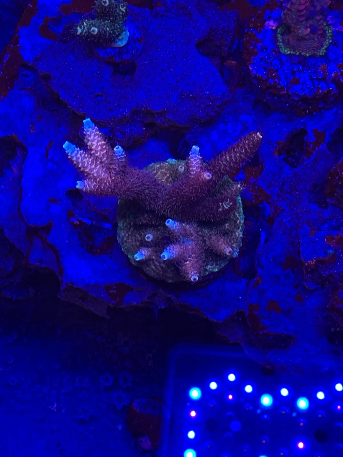 Pink Millepora — Acropora sp.