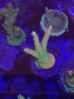 TGC Orange Creamsicle — Acropora sp.
