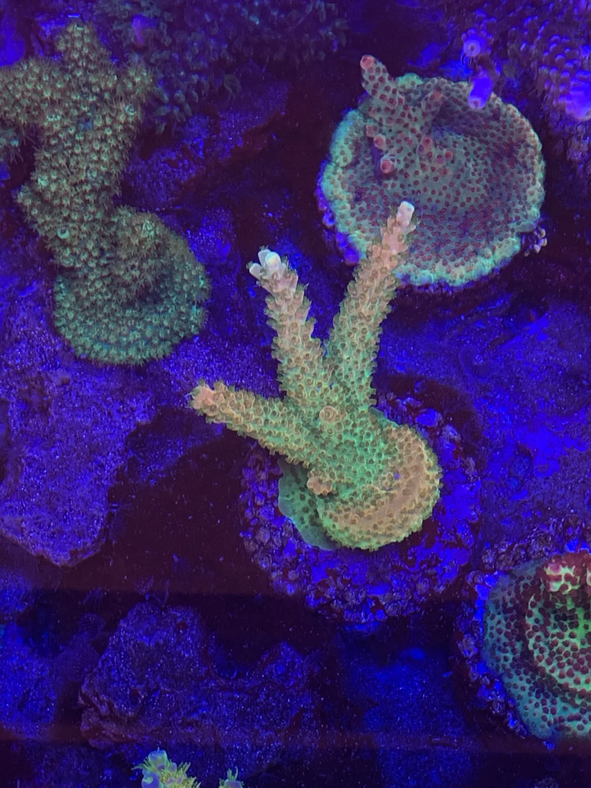 TGC Orange Creamsicle — Acropora sp.