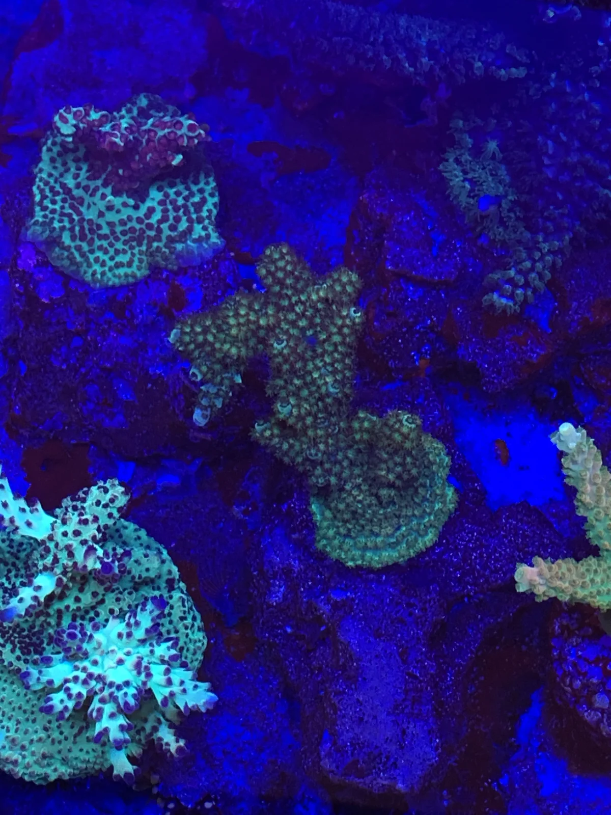 TSA Bill Murray — Acropora sp.