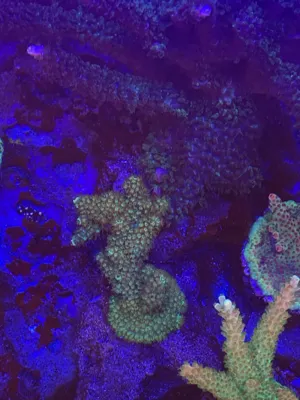 TSA Bill Murray — Acropora sp.