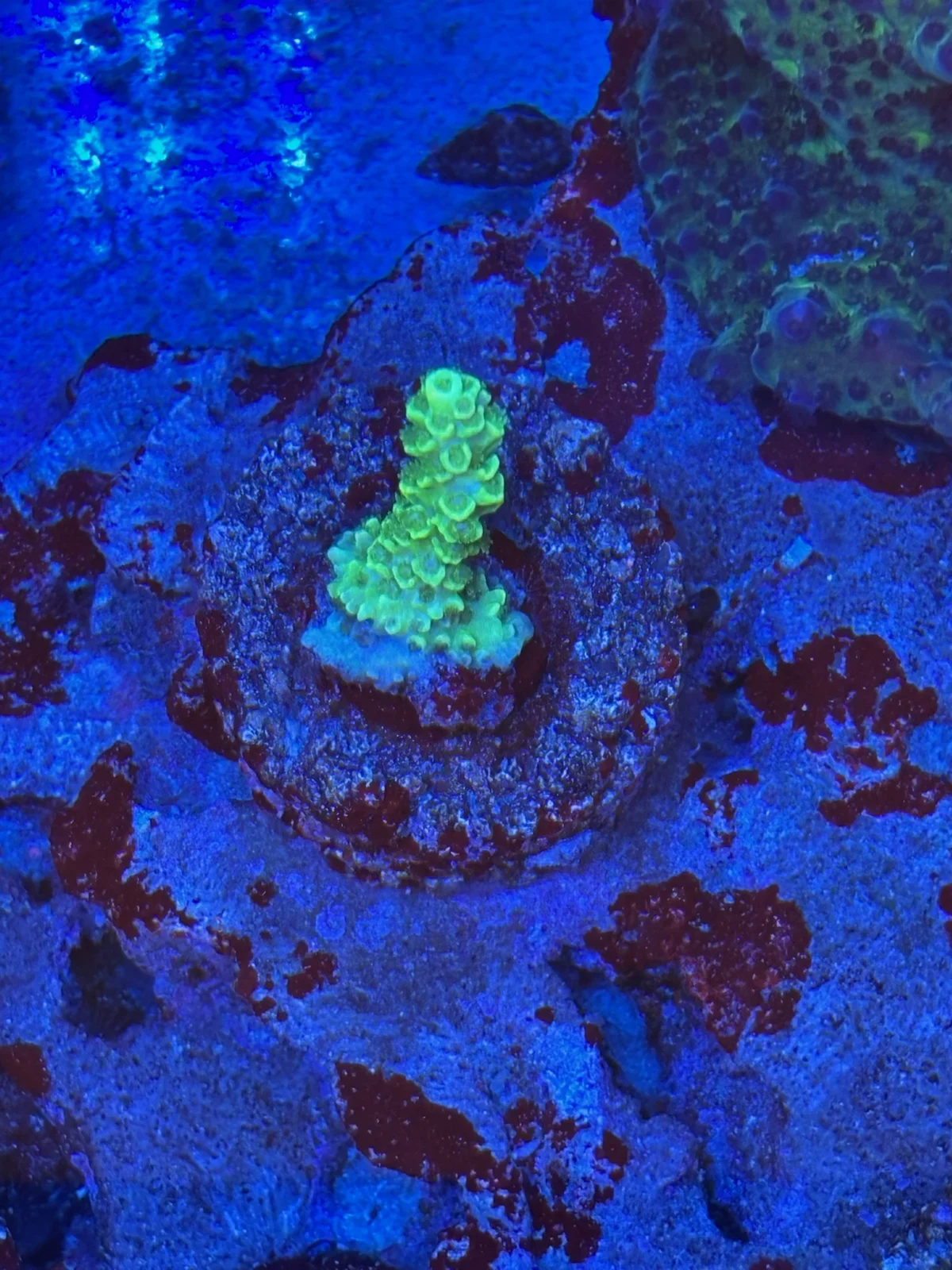 Green Tenuis — Acropora sp.