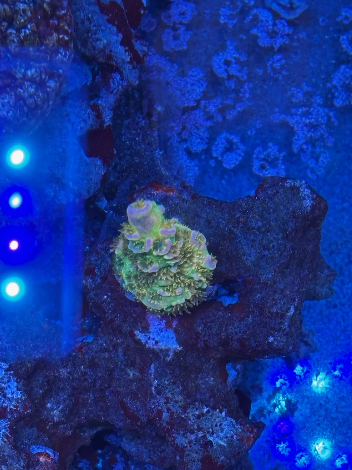 Walt Disney — Acropora sp.