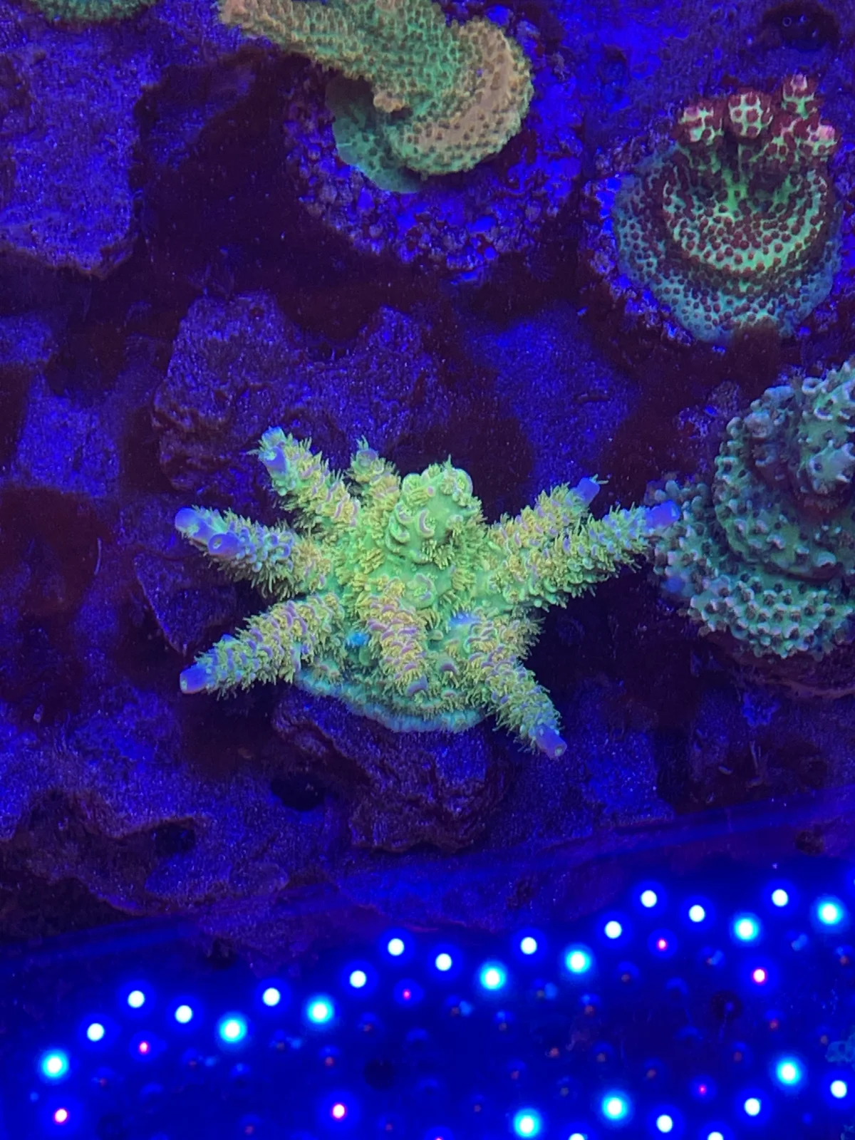 Walt Disney — Acropora sp.