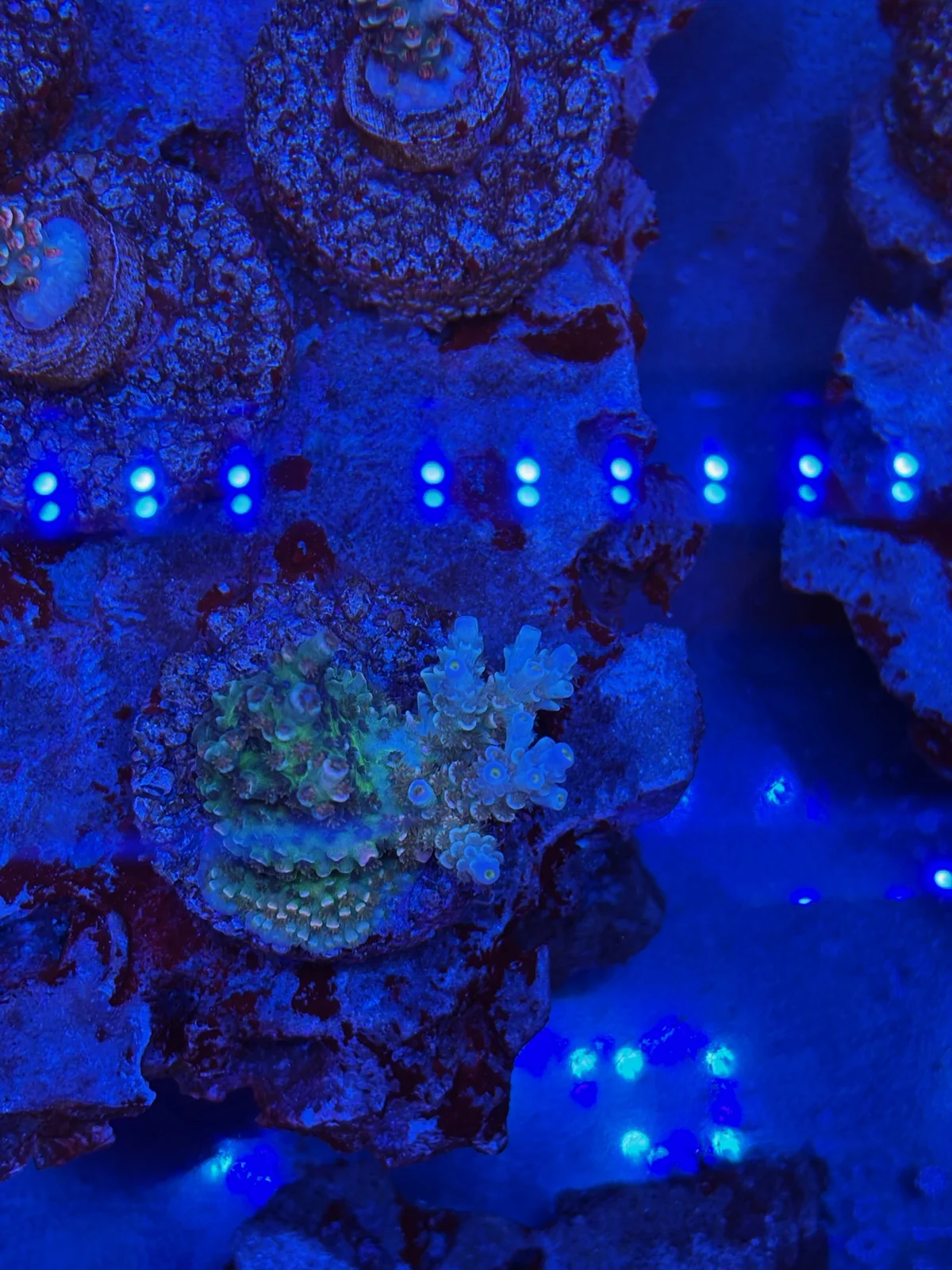 RR Mardi Gras — Acropora sp.