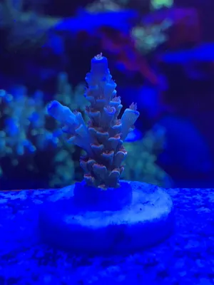 RR Mardi Gras — Acropora sp. — frag