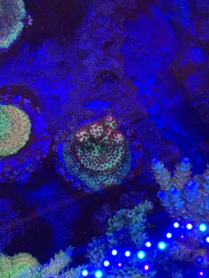 TSA Princess Peach — Acropora sp.