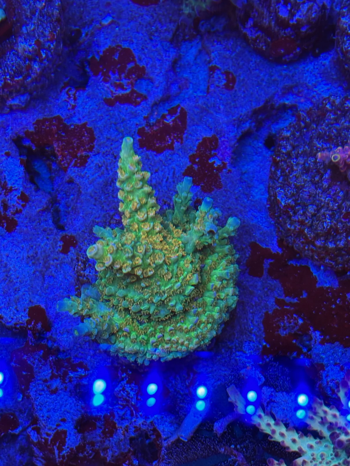 Orange Passion — Acropora sp.