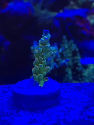 Orange Passion — Acropora sp. — frag