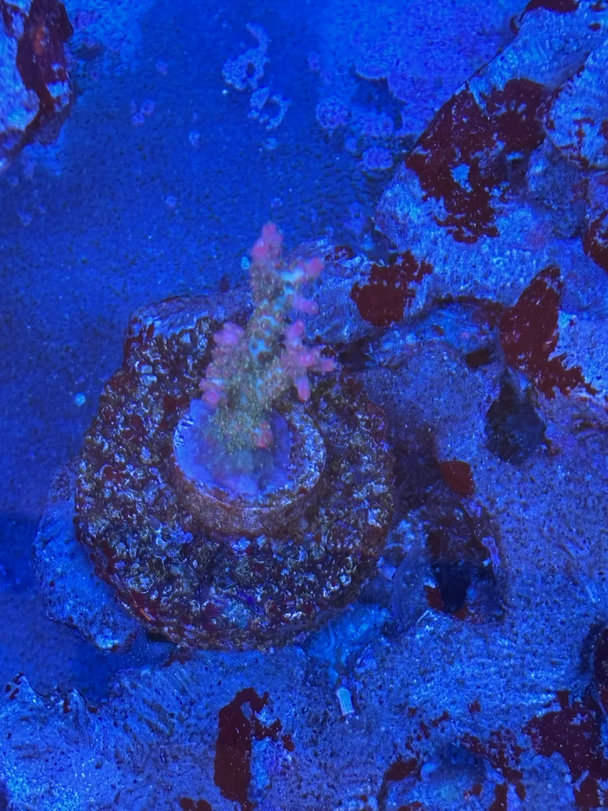 WWC Pinky the Bear — Acropora sp.