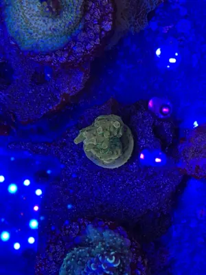 Golden Jawdropper