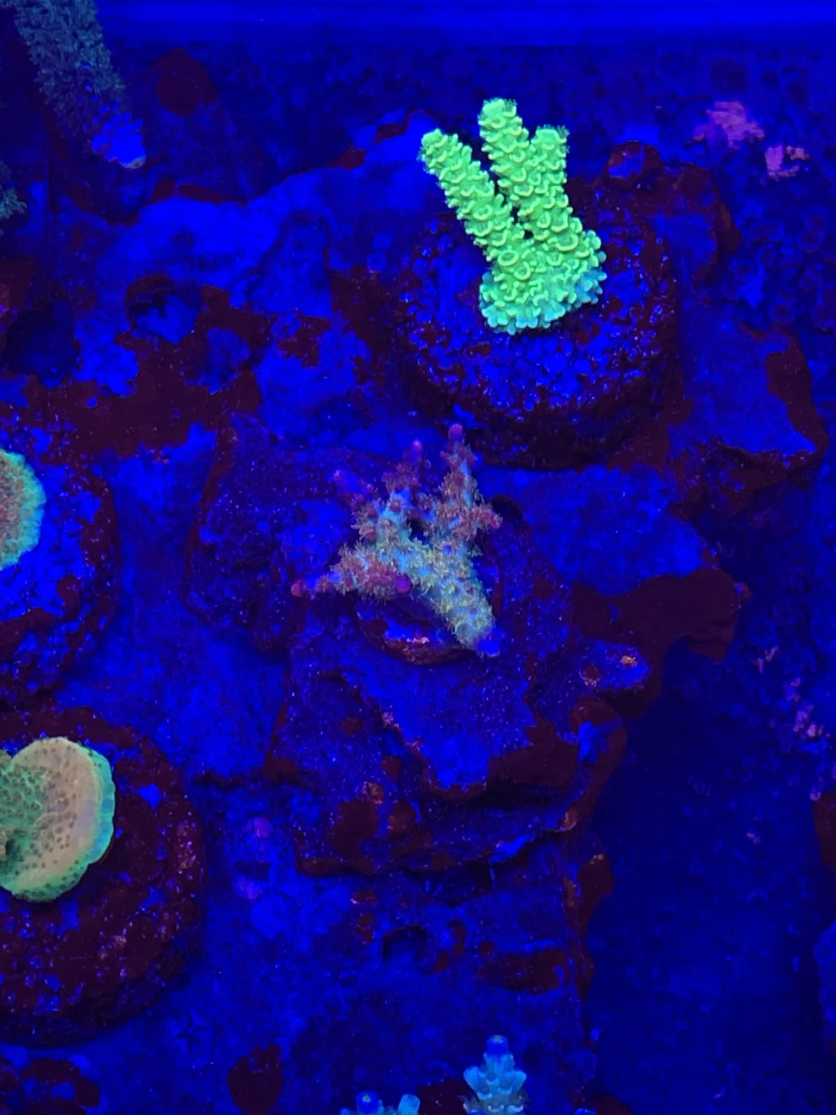 Vivid's Confetti — Acropora sp.