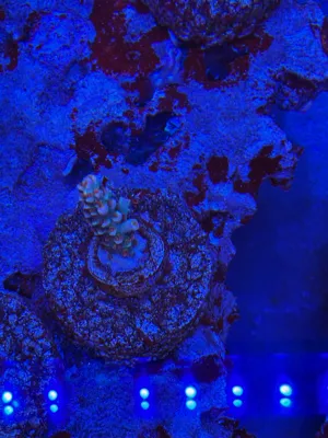 TGC Cherry Bomb