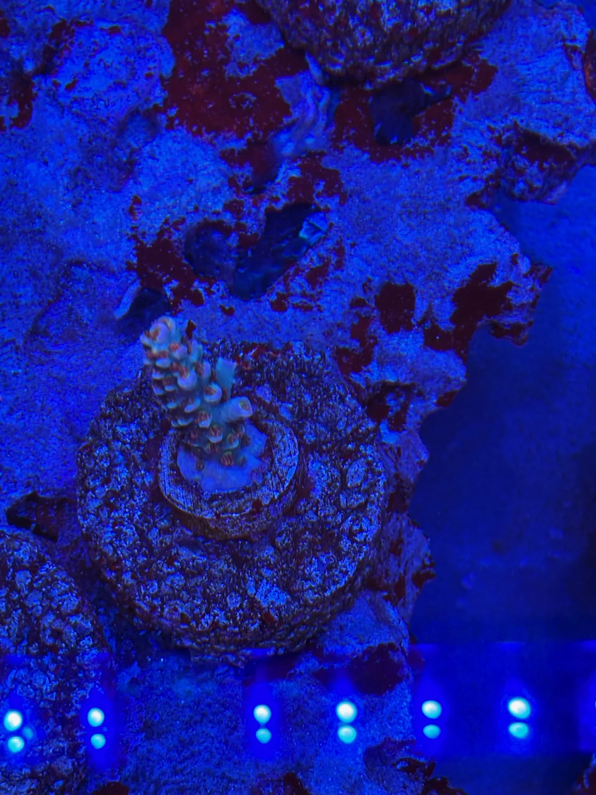 TGC Cherry Bomb — Acropora sp.