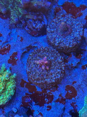Cherry Pop