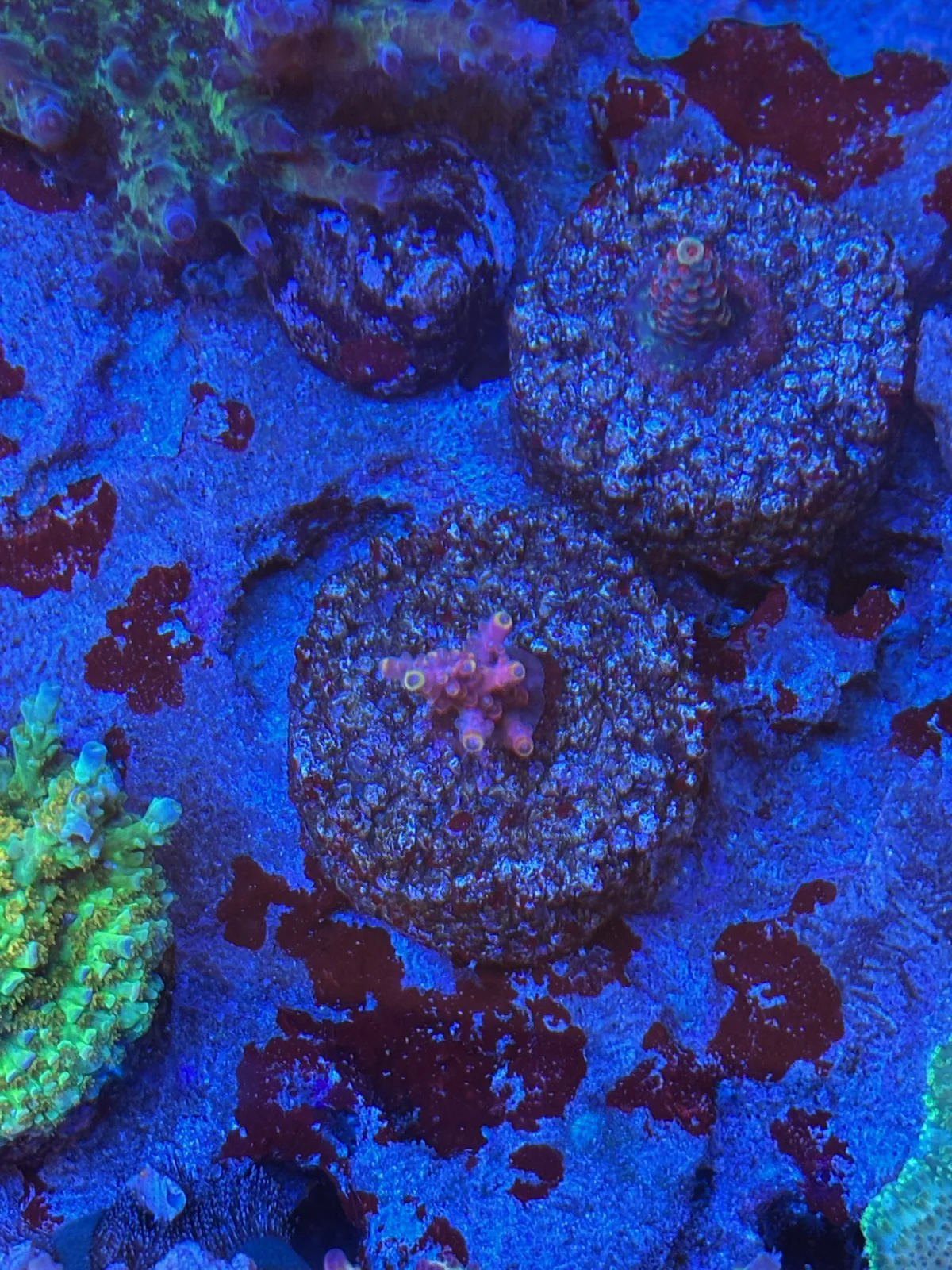 Cherry Pop — Acropora sp.