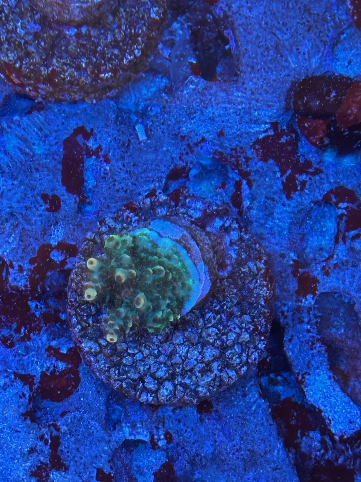 Rising Horizon — Acropora sp.