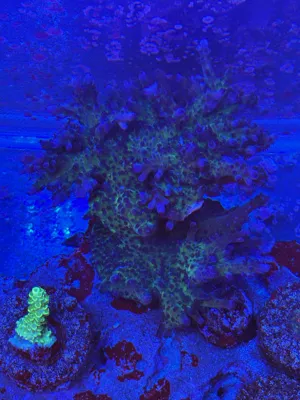 Blue Tort