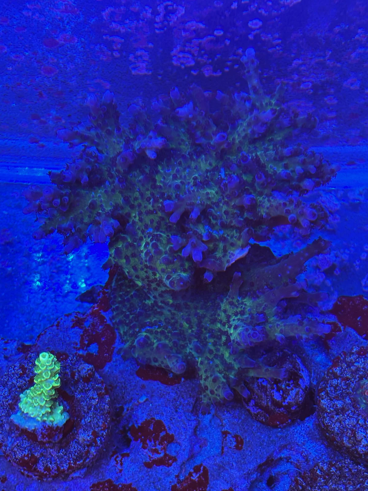Blue Tort — Acropora sp.