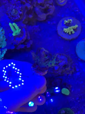 Blue Tort — Acropora sp. — frag