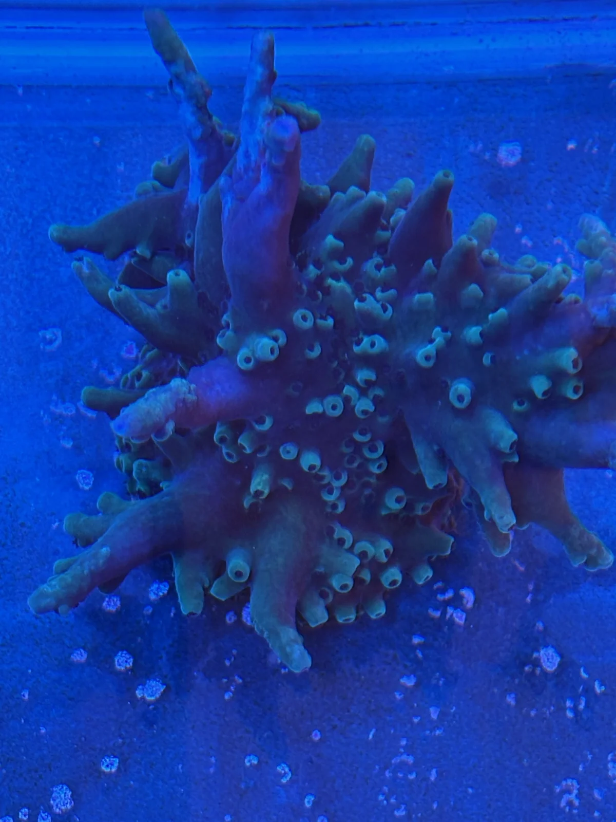 Oregon Tort — Acropora sp.