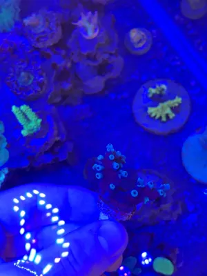 Oregon Tort — Acropora sp. — frag