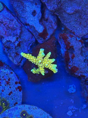 Goldenrod Anacropora