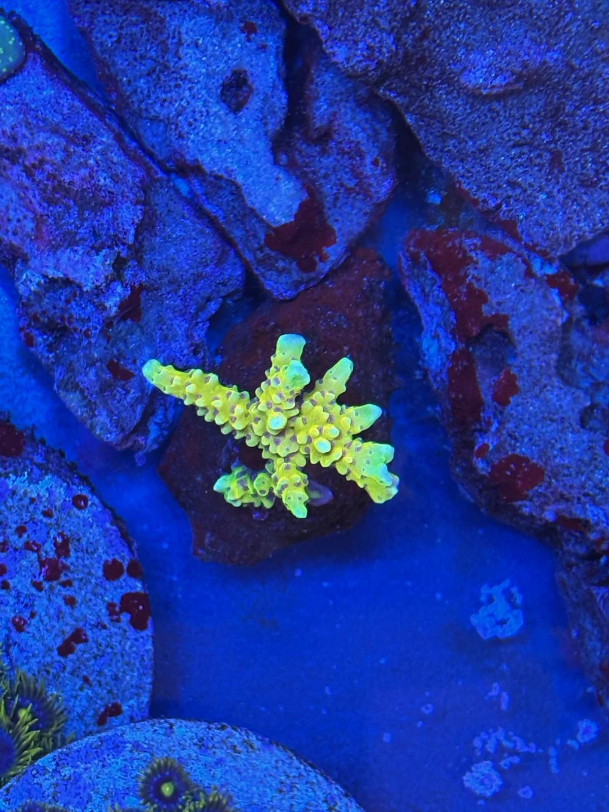 Goldenrod Anacropora — Anacropora sp.