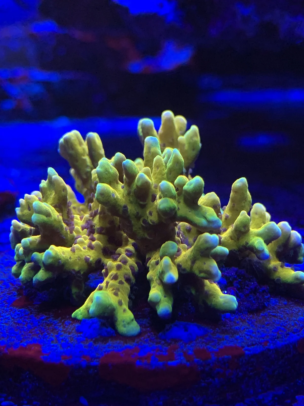 Goldenrod Anacropora — Anacropora sp.