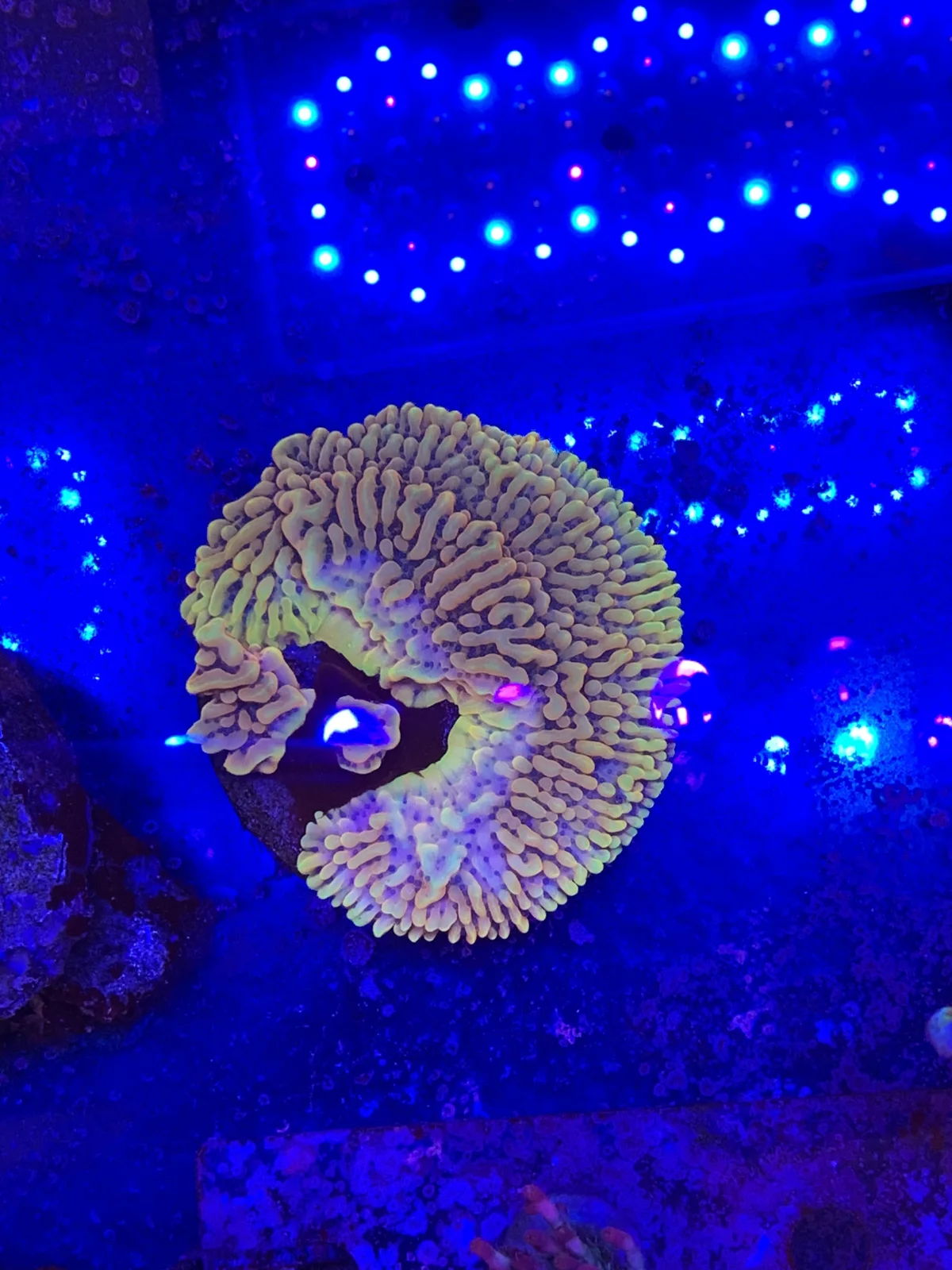 Crazy T Montipora — Montipora sp. sp.