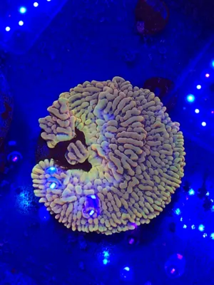Crazy T Montipora