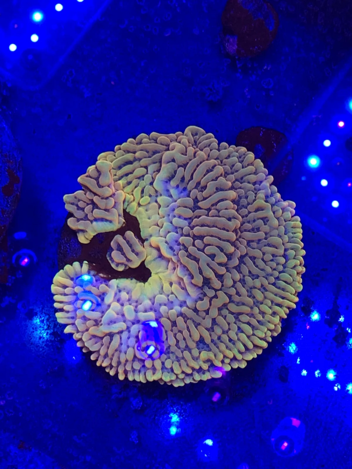 Crazy T Montipora — Montipora sp.
