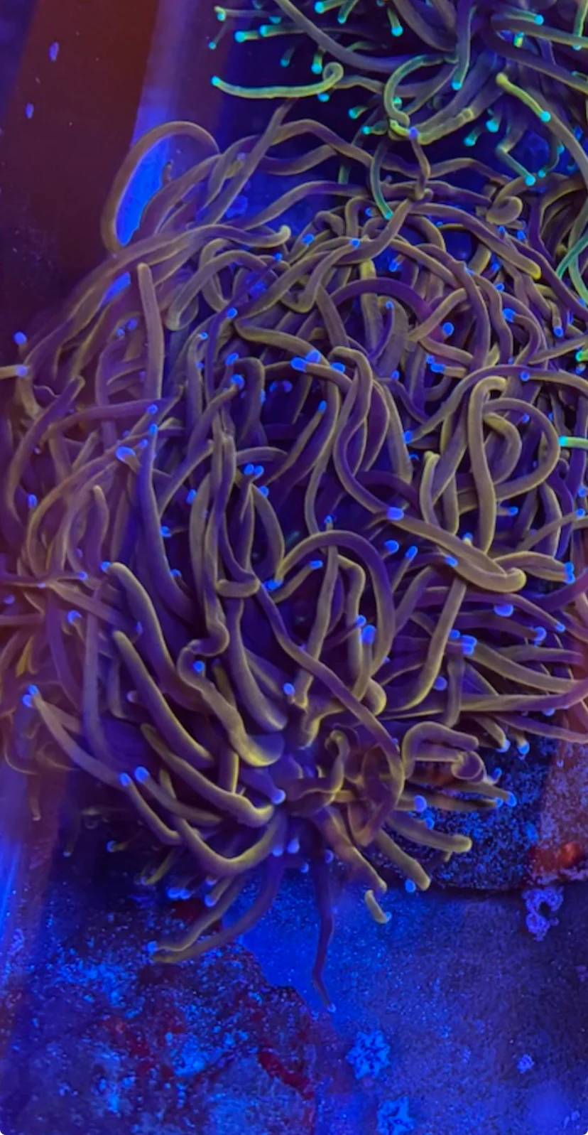 Ultra Indo Gold Torch — Euphyllia sp.